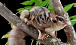 10 Neverovatnih životinja koje se mogu naći samo u australiji